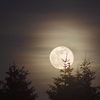 Rising full moon, partially hidden by the spruce trees in the foreground.