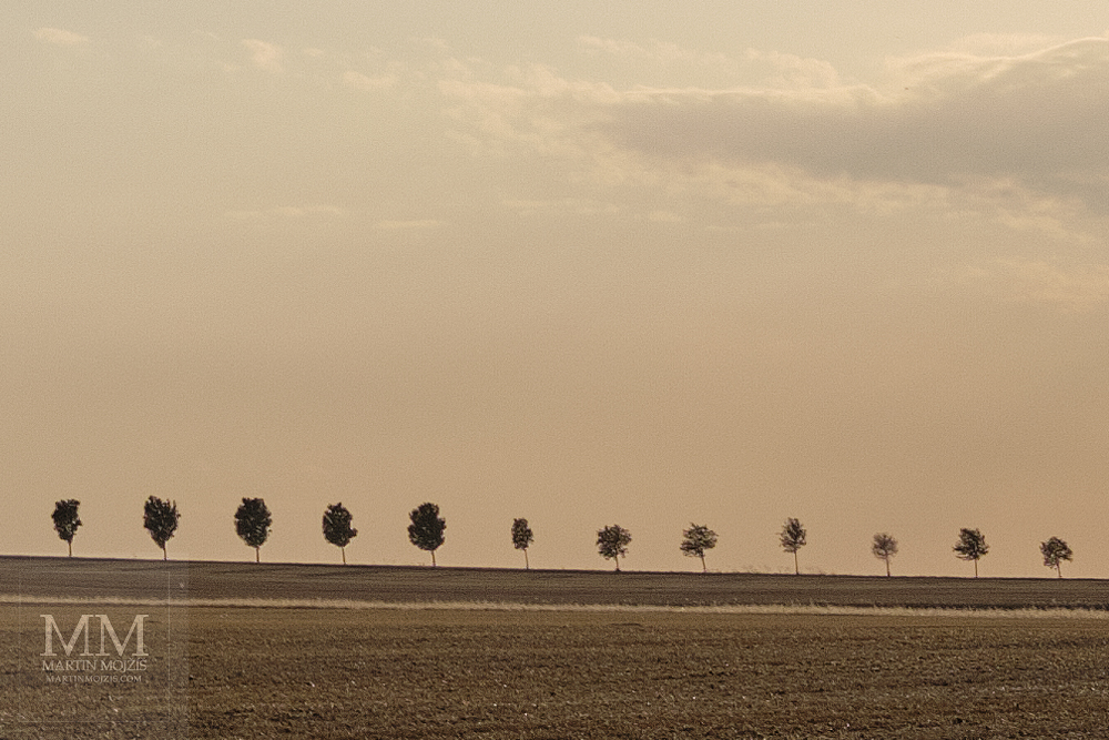 Skupina stromů na okraji pole.