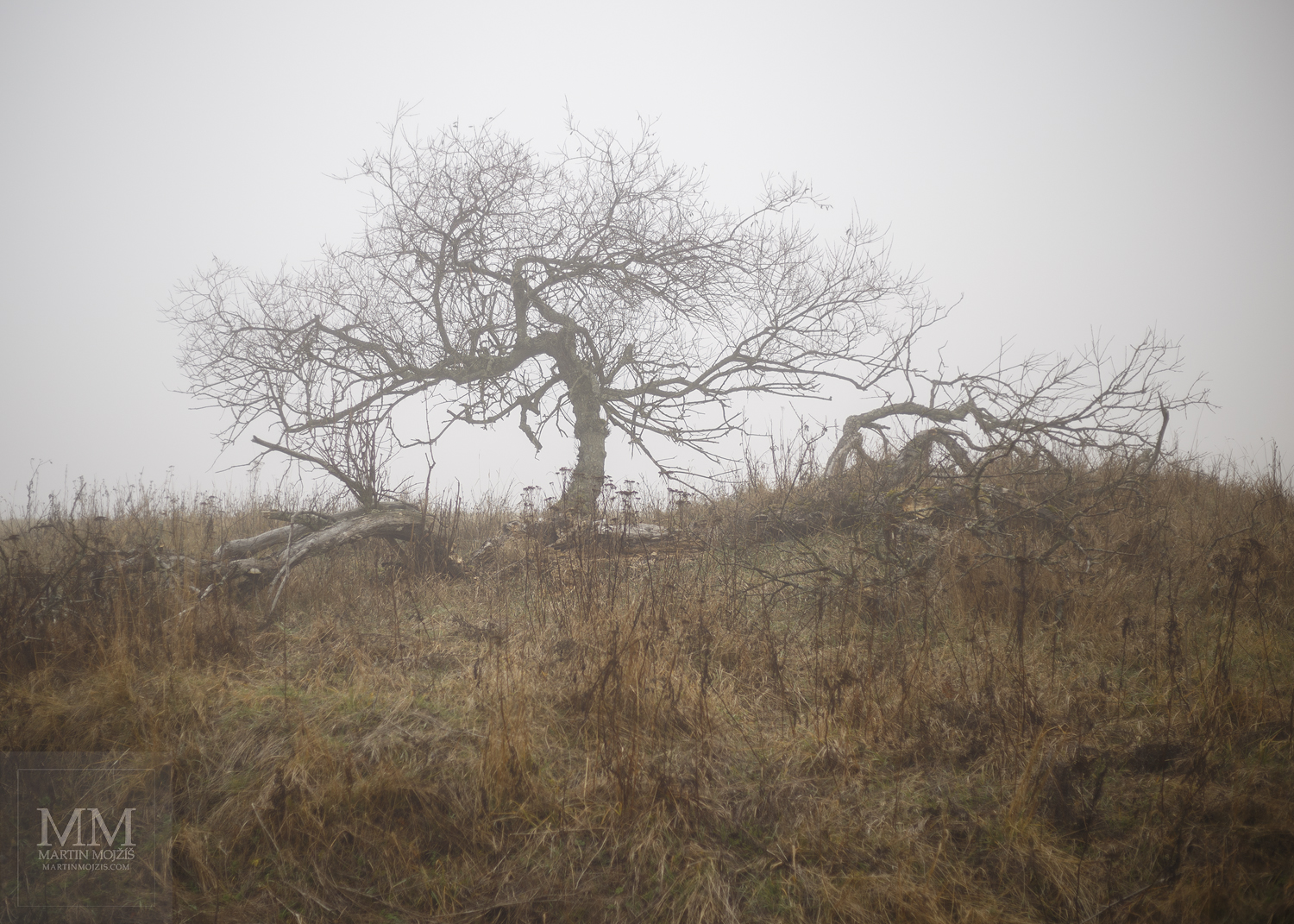 Velkoformátová umělecká fotografie stromů v mlze. Martin Mojžíš.