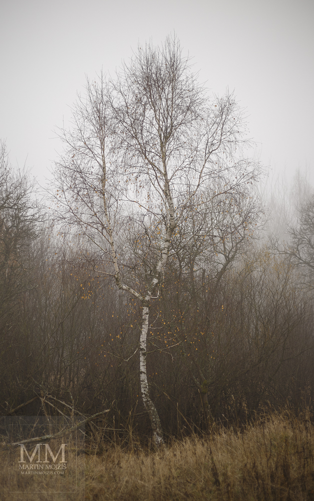 Large format, fine art photograph of birch tree in fog. Martin Mojzis.
