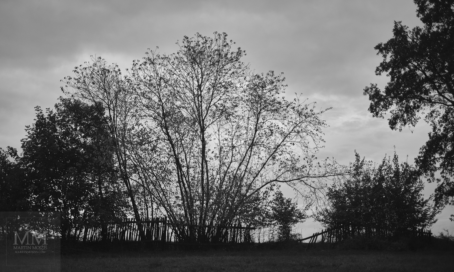 Umělecká velkoformátová fotografie Stromy, plot a světlo. Fotograf Martin Mojžíš.