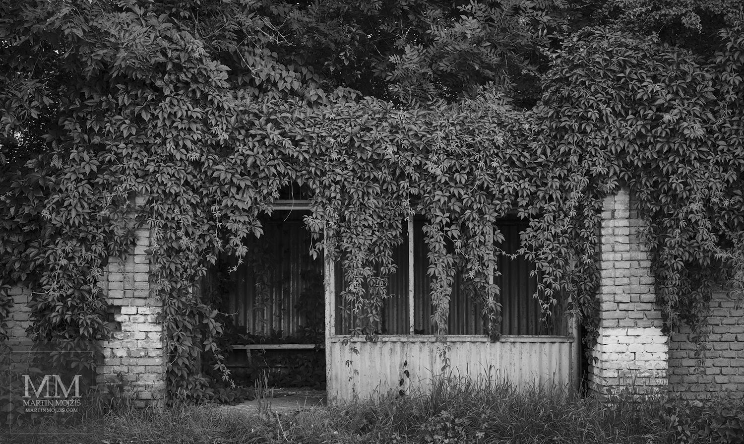 Zastávka autobusu porostlá popínavými rostlinami. Umělecká černobílá fotografie s názvem V ŘÍŠI ROSTLIN. Fotograf Martin Mojžíš.
