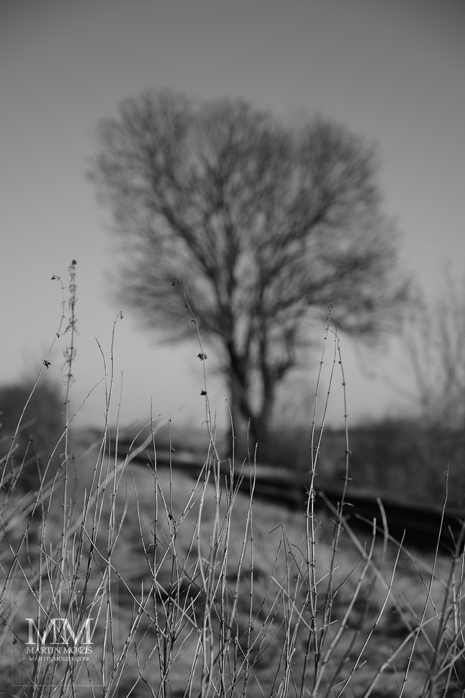 Suché rostliny a velký strom. Umělecká černobílá fotografie s názvem U VELKÉHO HÁJE. Fotograf Martin Mojžíš.