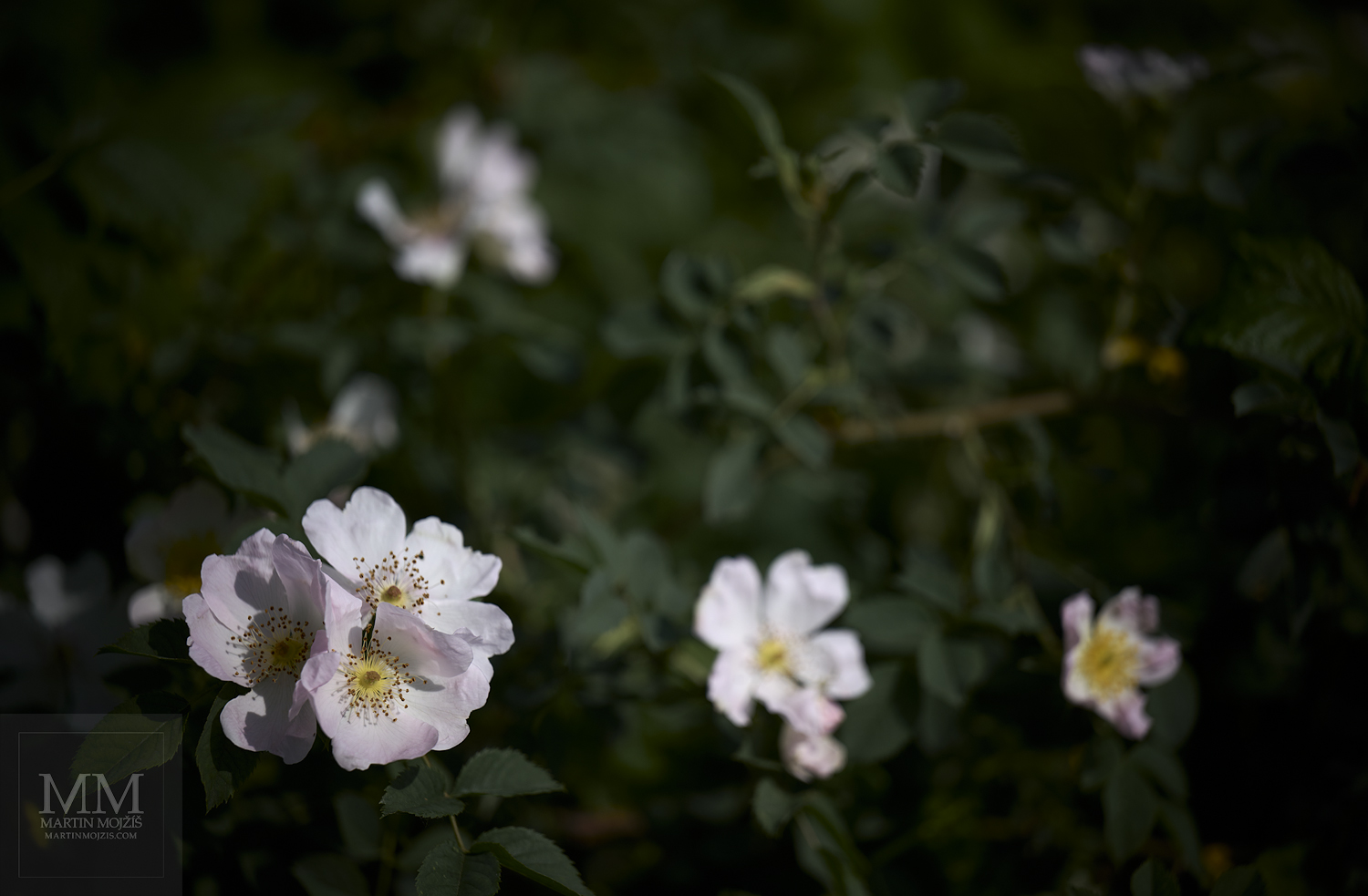 Kvetoucí šípkový keř. Umělecká fotografie s názvem KOUZLO ŠÍPKOVÝCH RŮŽÍ. Fotograf Martin Mojžíš.