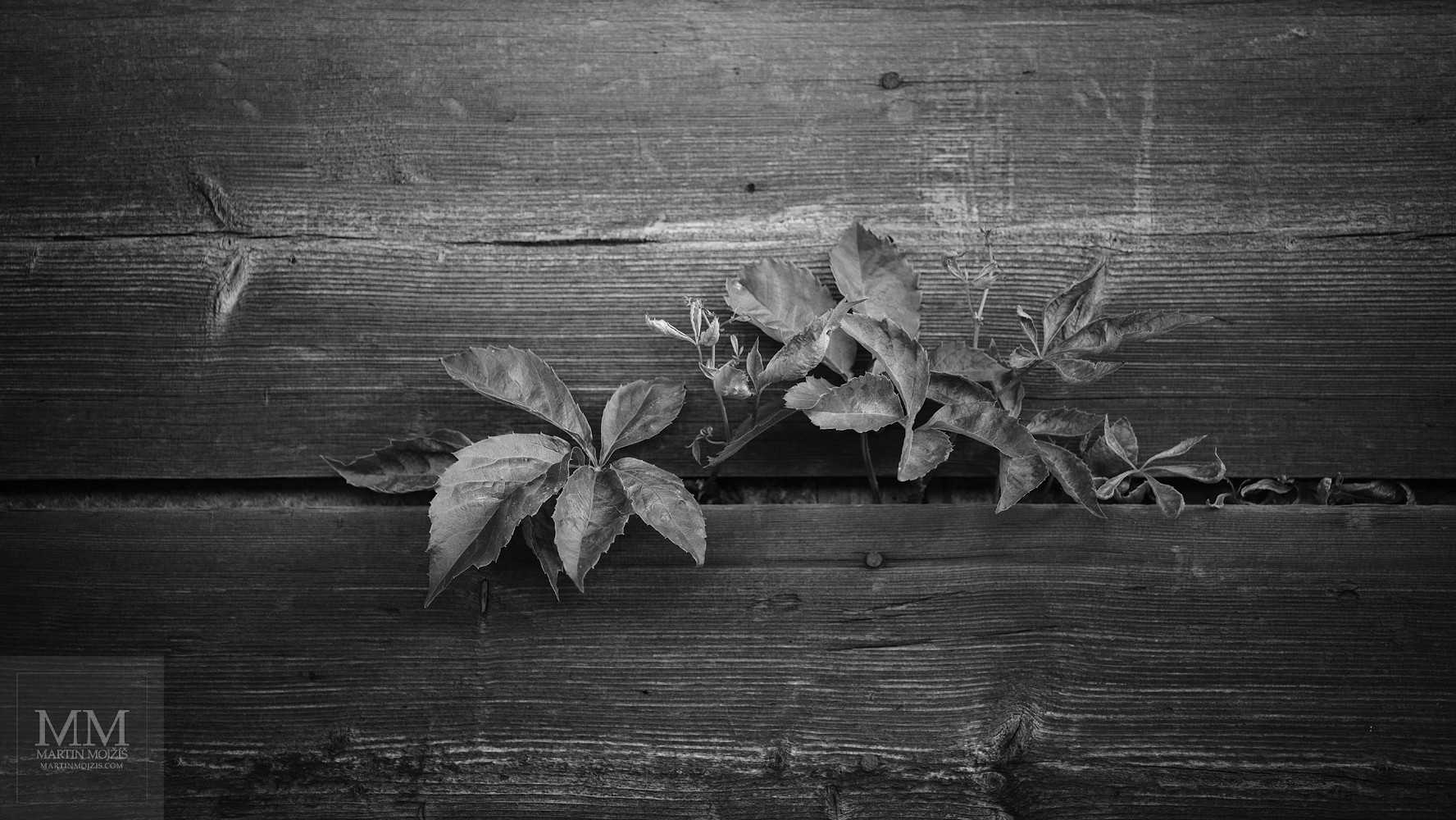 A bush grows through a gap between the planks. Fine art black and white photograph I WILL FIND A WAY, photographed by Martin Mojzis.