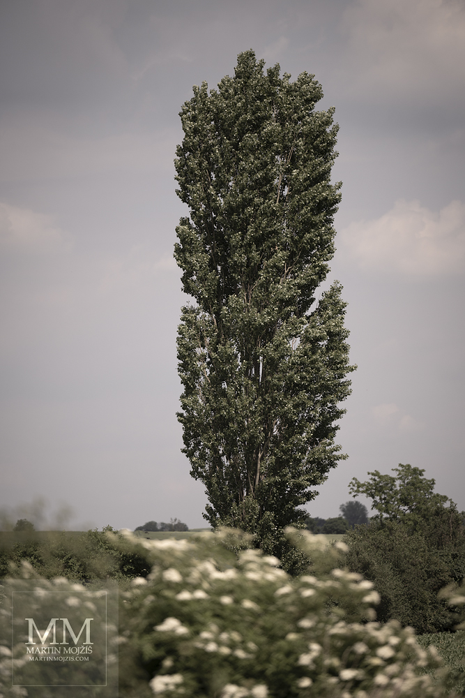A poplar tree in a summer landscape. Fine art photograph ABOVE THE LANDSCAPE II, photographed by Martin Mojzis.