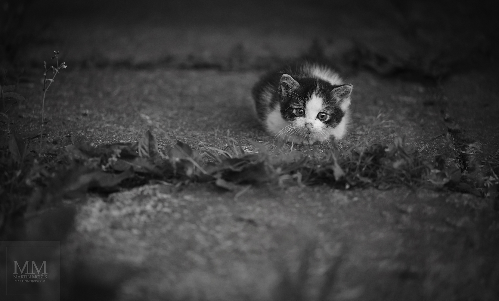 Malé kotě sedící na zemi. Umělecká černobílá fotografie s názvem SETKÁNÍ NA POČÁTKU LÉTA. Fotograf Martin Mojžíš.