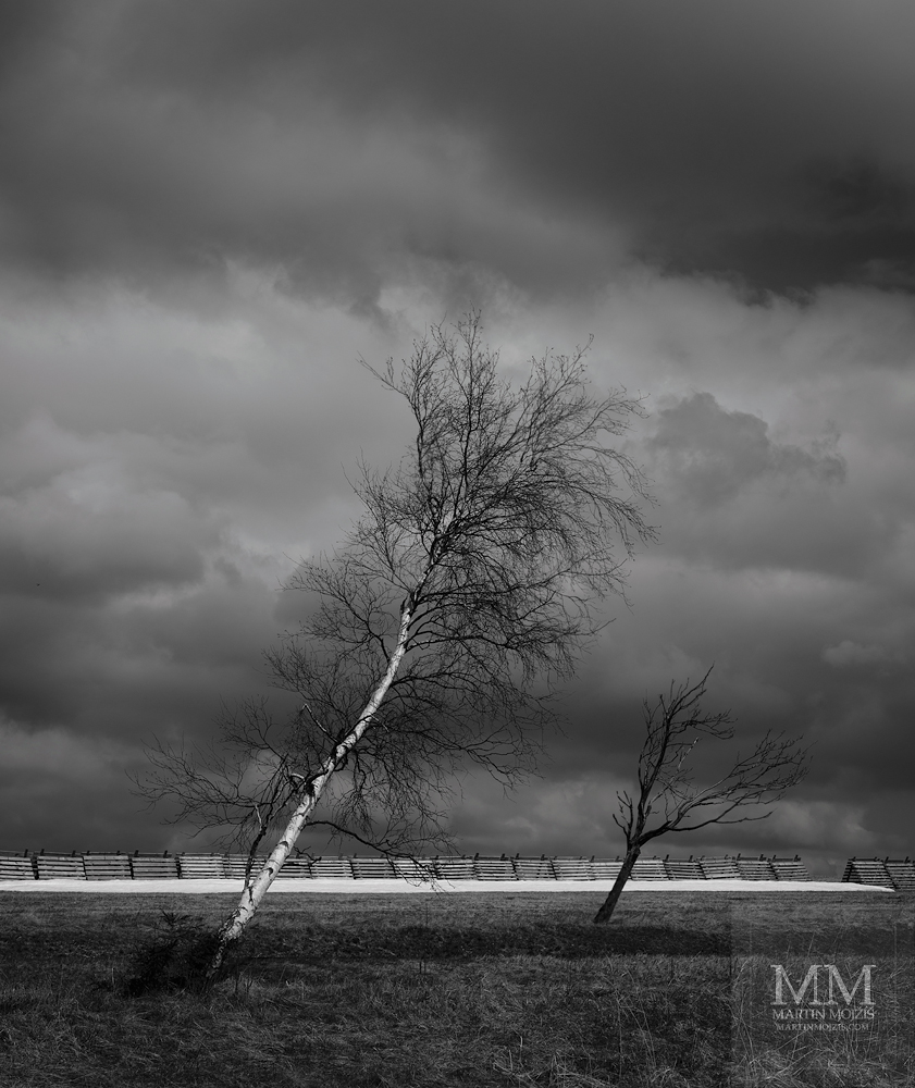 Horská louka, nakloněné stromy, v pozadí sníh. Umělecká černobílá fotografie s názvem BRZY BUDE JARO. Fotograf Martin Mojžíš.