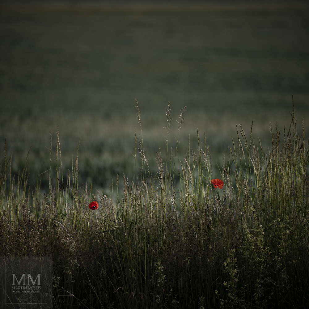 Dva kvetoucí vlčí máky ve vysoké trávě. Umělecká velkoformátová fotografie s názvem RÁNO V KONCI KVĚTNA. Fotograf Martin Mojžíš.