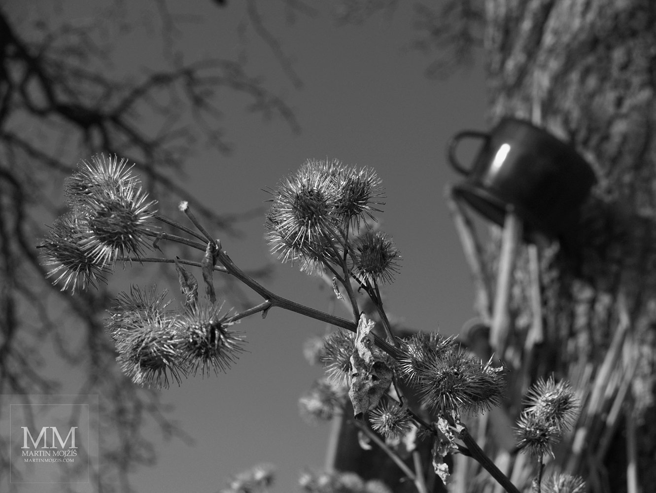 Burdock fruits, in the background a tree trunk and a teapot. Photograph with the title THISTLES AND KETTLE.