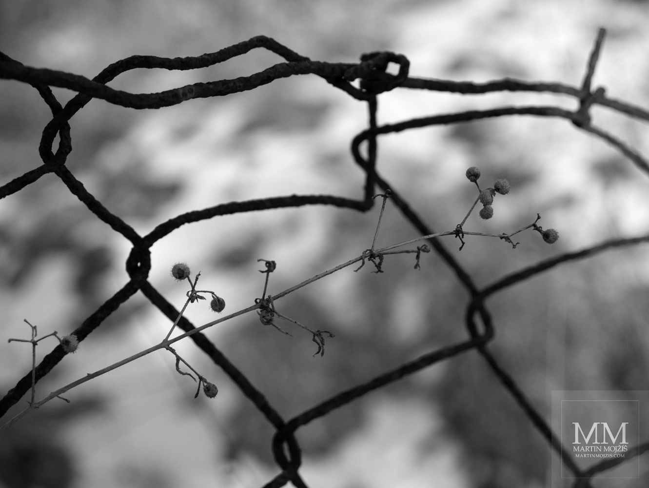 Twig of bush and wire fence mesh. Photograph with the title IN THE FENCE.