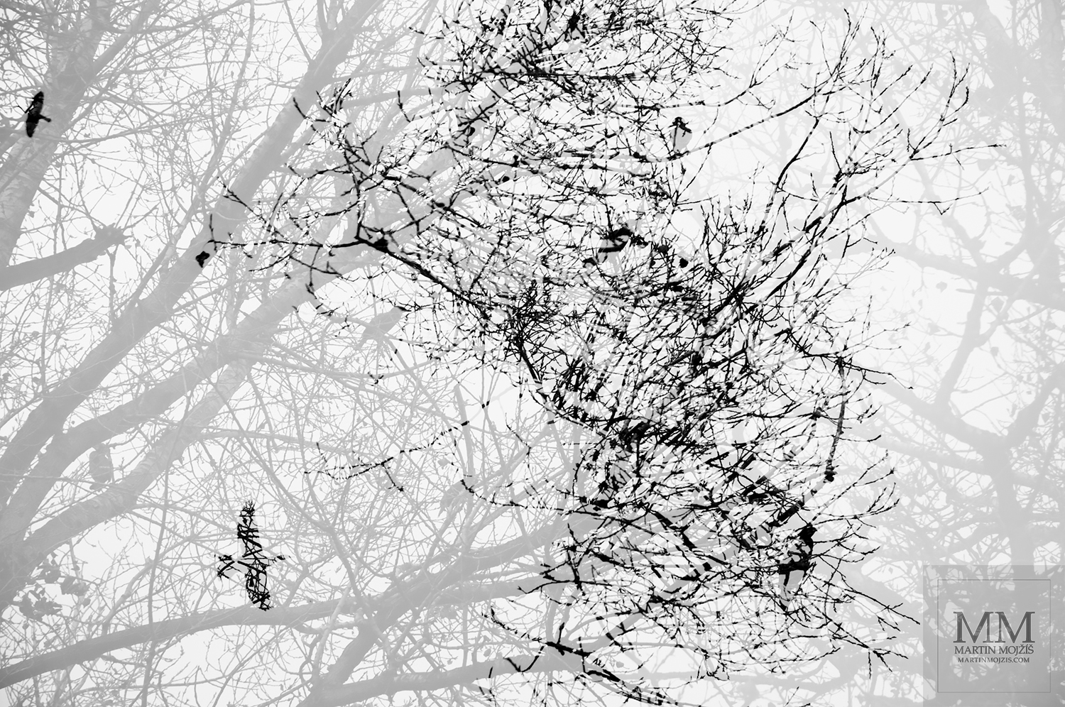 Prolnuté větve stromů a ptáci. Umělecká fotografie Martina Mojžíše s názvem DO JINÝCH SVĚTŮ I.