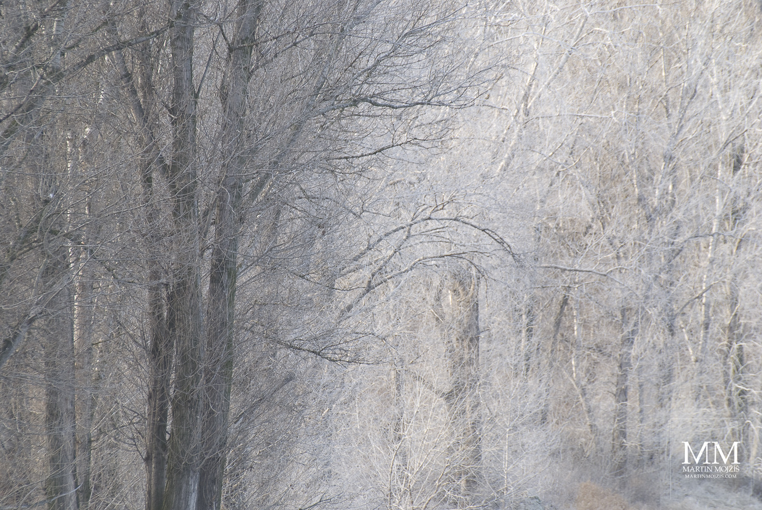 Chvějící se světlo v mlhavých, ojíněných větvích stromů. Umělecká fotografie Martina Mojžíše s názvem NEVYŘČENÉ.