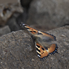 A colorful butterfly sits on a stone.